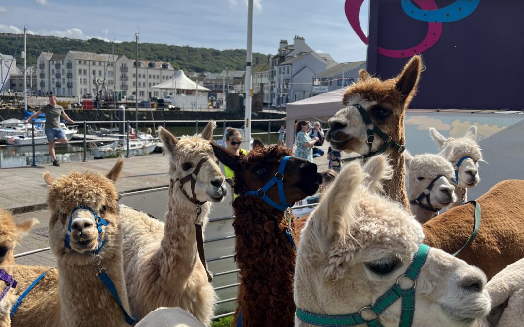 Alpaca Walking on Whitehaven Harbour